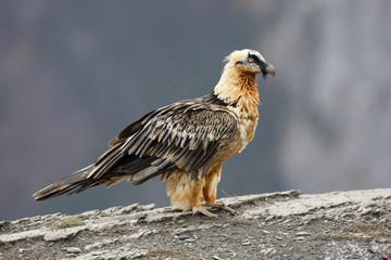 Lammergeier or lammergeyer or bearded vulture,