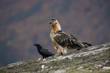 Lammergeier or lammergeyer or bearded vulture,
