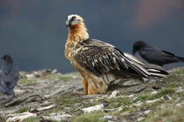Lammergeier or lammergeyer or bearded vulture,