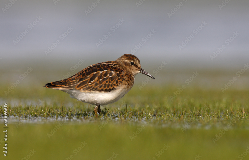 Wall mural Least sandpiper, Calidris minutilla