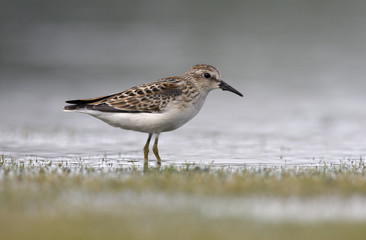 Obraz premium Least sandpiper, Calidris minutilla