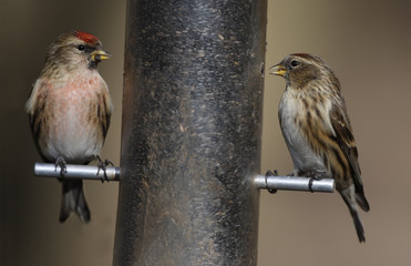 Lesser redpoll, Carduelis cabaret