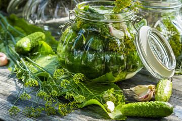 Closeup of fresh pickling cucumbers in the countryside