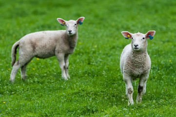 Fototapeta premium Two sheep in the Sogne og Fjordane county in Norway