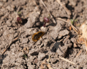 Common Bee-Fly in Flight