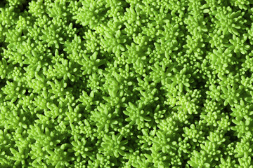 Bright green moss macro photo background