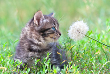 Naklejka na ściany i meble Little kitten sniffing dandelion