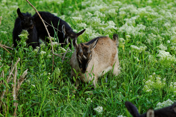 Goats grazing