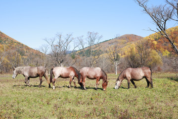 Obraz na płótnie Canvas Horses grazing in a meadow