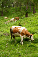 Fototapeta na wymiar Mucche nel bosco