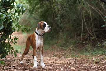 boxer