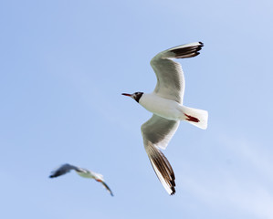 seagull flying