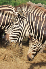 Fototapeta na wymiar Zebra eating the grass