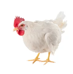 Foto op Plexiglas Kip Een kip is een leghen van witte kleur. Met een grote kam.