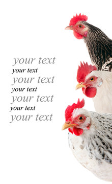Background consisting of several hens. Isolated