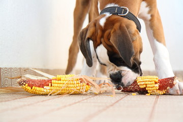 boxer gioca