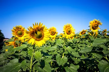 Cercles muraux Tournesol sunflowers