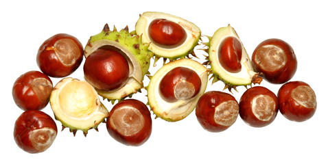 Conkers