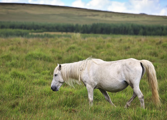 Dartmoor wild pony
