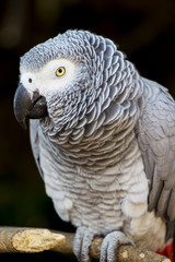 African Grey Parrot Perched on a Branch