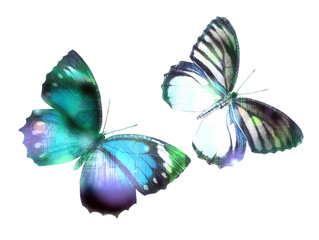 butterfly graphic