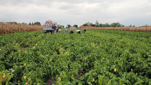 Farm Workers Picking Peppers