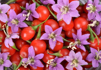 fresh color Tibetan Goji berries