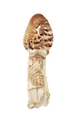 lepiota procera, parasol mushroom