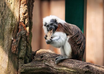 cotton-top tamarin in open-air cage