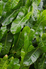 philodendron leaf © suksamranpix