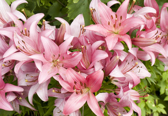 Obraz na płótnie Canvas Pink lilies