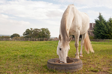 Grey horse having his dinner