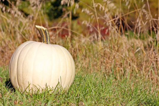 White Pumpkin Outside