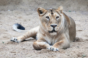Obraz na płótnie Canvas lion in open-air cage