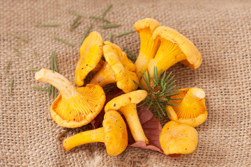 Pfifferlinge