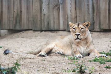 Fototapeta na wymiar lion in open-air cage