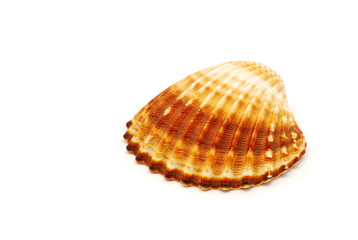 Beautiful shell isolated on white background