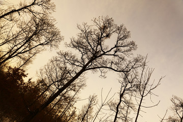 Bare trees