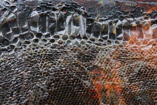 Pelle di pitone