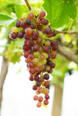 red grape