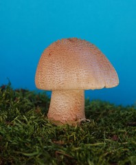 Perlpilz vor blauem Hintergrund