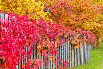 Colorful Autumn