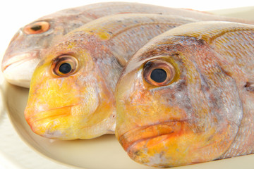 Pesce fresco pescato