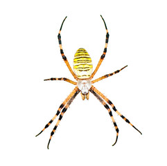 spider (Argiope bruennichi) isolated on  white
