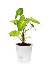 The houseplant Singonium