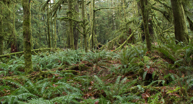 Lush Rainforest Nature Scene