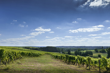 Fototapeta na wymiar Winnica, winnice Bordeaux, Saint-Emilion, panorama
