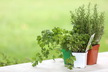 Aromatic plants set on table