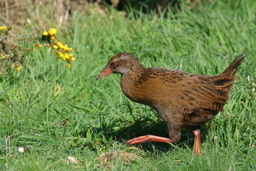 Weka