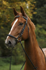 Naklejka premium Fuchswallachportrait